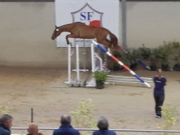 Chevaux